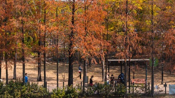 長椅和林蔭讓訪客邊休息邊欣賞樹上的叢叢紅葉，葉子沙沙作響再飄落地上，瀰漫濃郁的秋意。